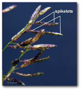 eragrostis_spikelet