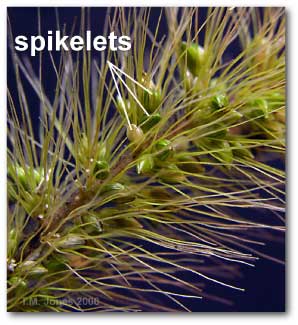 spikelet_setaria