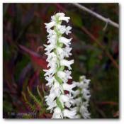 spiranthes_cernua