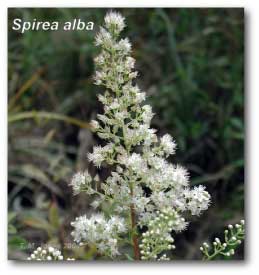 spirea_alba