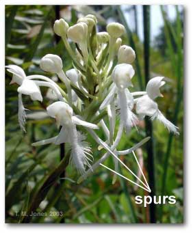 spurs_platanthera