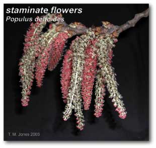 populus_deltoides_staminate