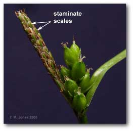 staminate_scales