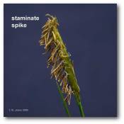 staminate_spike_dehisced_anthers