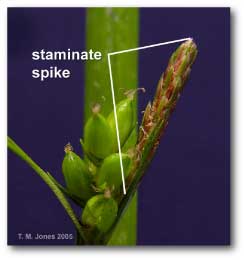 staminate_spike_carex