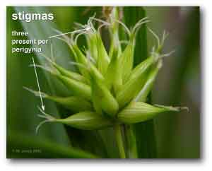 stigmas_carex