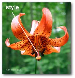 style_lily