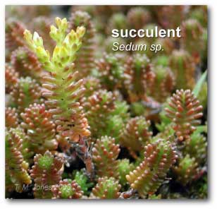 sedum