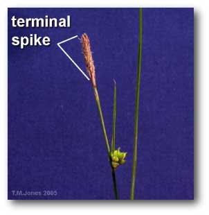 terminal_spike_carex