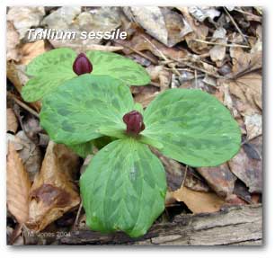 trillium_sessile