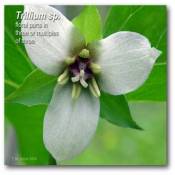 trillium_threes