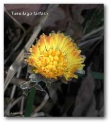 tussilago