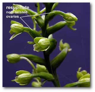 platanthera_twsited ovaries