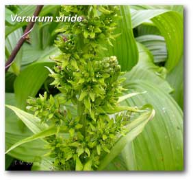 veratrum_viride