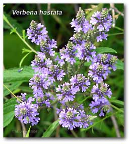 verbena_hastata