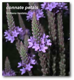 connate_petals_verbena