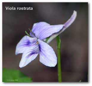 viola_rostrata