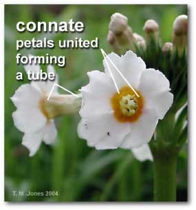 connate_primulaceae