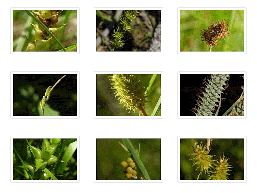 Perigynia diversity